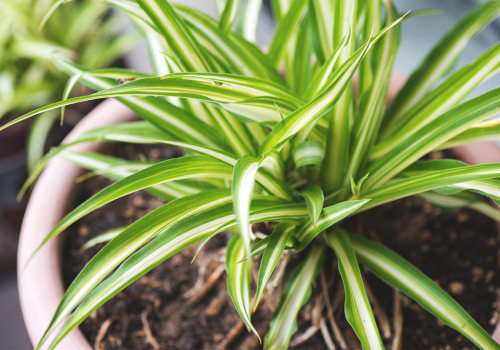 Which Air Purifying Plants Are Most Beneficial for Health